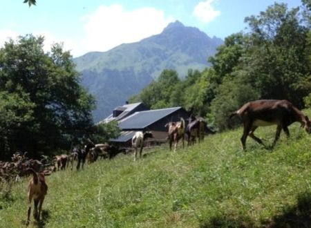 LA CHEVRERIE DE GOUAUX 