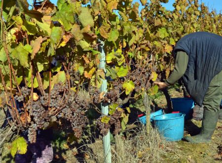 DOMAINE CRU DU PARADIS 