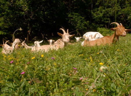 FERME DES CASCADES 