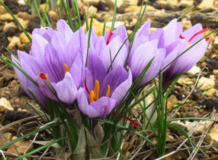 La Safranerie du Quercy 