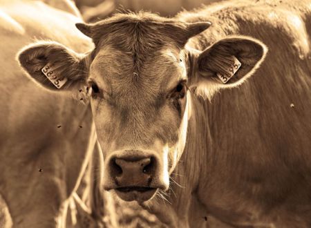 LA FERME RIVES DE NESTE 