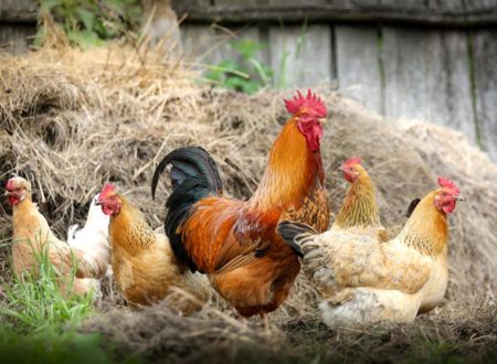 LA FERME DU BUSCAILLOUS 