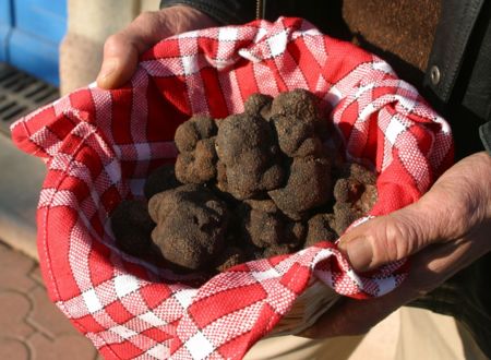 LES AMPÉLOFOLIES DU CABARDÈS - TRUFFE ET VIN 