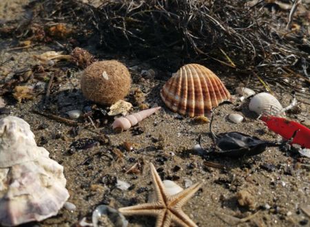 SORTIE LPO - À LA DÉCOUVERTE DE LA LAISSE DE MER 