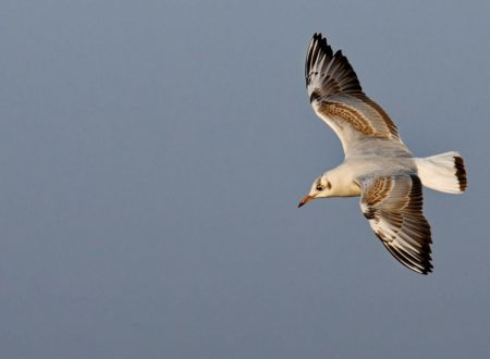 SORTIE LPO - OISEAUX MARINS ET CIE 