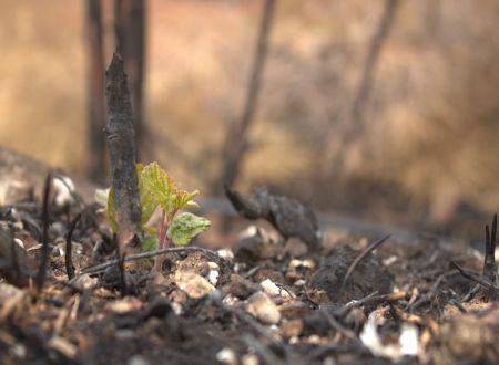 ENS - SOUS LES CENDRES, LA VIE : LA RÉSILIENCE DE LA BIODIVERSITÉ 