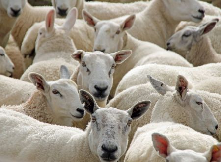 DE FERME EN FERME PIÈGE, LAURAGAIS, RAZÈS 
