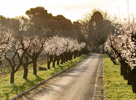 SENTIER DES CEPAGES AU DOMAINE SAINT ANDRE