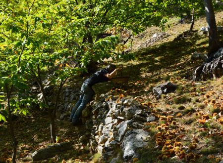 UN ARBRE A PAIN, CA N'EXISTE PAS ! ET...POURQUOI PAS ? 