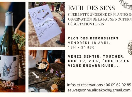 EVEIL SENSORIEL EN PIC SAINT-LOUP : PLANTES SAUVAGES, VIN ET OBSERVATION DES CHAUVES-SOURIS 