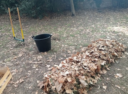 JARDINEZ AVEC LES ARBRES ! 