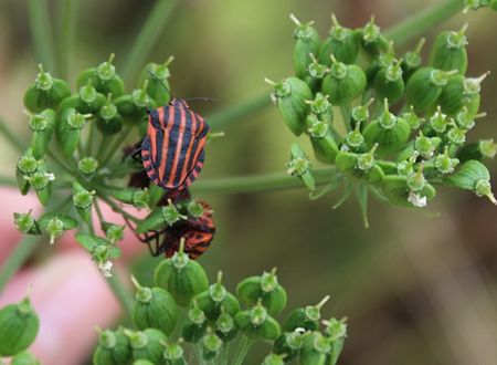 LES PETITS SECRETS DU PEYROU : UNE AVENTURE NATURE MINIATURE 