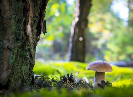 LES CHAMPIGNONS DES BOISEMENTS DE RESTINCLIÈRES 