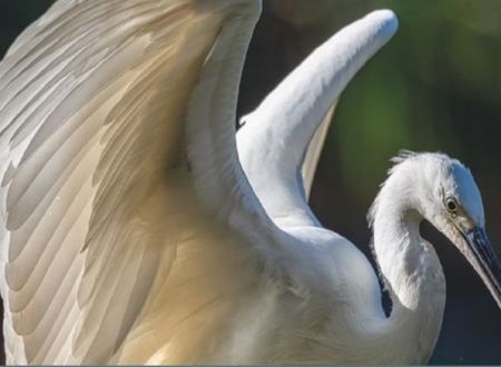 SORTIE NATURE - DÉCOUVERTE DES OISEAUX DU BAGNAS 