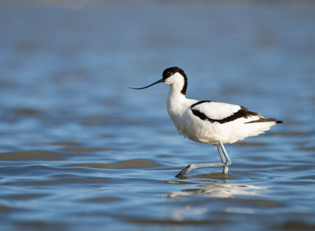 SORTIE NATURE - DÉCOUVERTE DES OISEAUX DU BAGNAS 