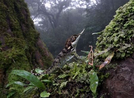 EXPOSITION : DES JUNGLES, DES ÎLES ET DES HOMMES 