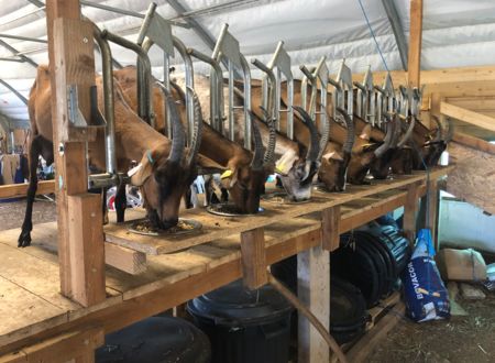 VISITE DE FERME : LES CHÈVRES DU ROC CASTEL 