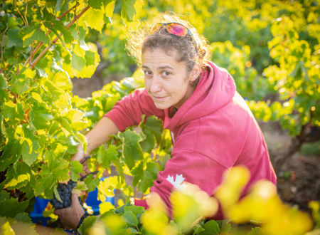 COMMENT FAIT-ON LE VIN / IMMERSION DANS UN DOMAINE VITICOLE 