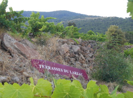 IMMERSION DANS UN VIGNOBLE :ATELIER 