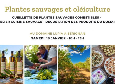 CUEILLETTE PLANTES SAUVAGES ET OLÉICULTURE 