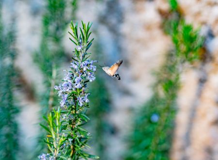 FÊTE DE LA NATURE EN LODÉVOIS ET LARZAC 