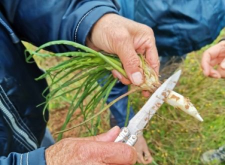 BALADE DÉCOUVERTE : SALADES SAUVAGES 