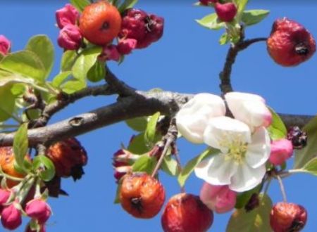 BOURSE AUX PLANTS A L'ARBORETUM DE LUNEL 