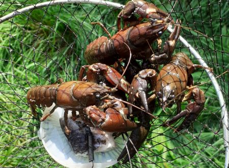 SORTIE PÊCHE AUX ÉCREVISSES 