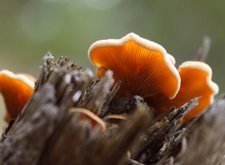 LES SORTIES NATURE - SURPRENANTS CHAMPIGNONS 