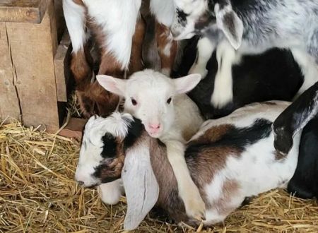 VISITE DE FERME LES CABRIS DU BÈS 
