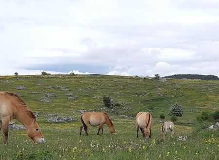 DÉCOUVERTE IMMERSIVE DES CHEVAUX DE PRZEWALSKI Du 27 août au 1 oct 2024