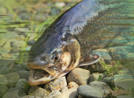 INITIATION À LA PÊCHE AU LANCER