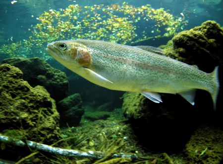 INITIATION PÊCHE AU COUP EN RIVIÈRE 