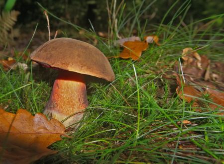 INITIATION À LA MYCOLOGIE : LA VIE MYSTÉRIEUSE DES CHAMPIGNONS 