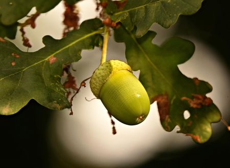 FÊTE DE L'ARBRE, ON S'ENGRAINE - ÉDITION PRINTEMPS 