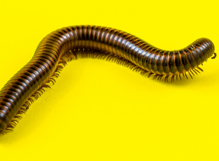 FESTI'VAL D'OLT 2026 - INVERTÉBRÉS 