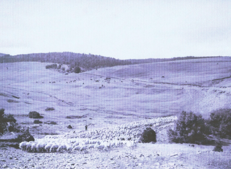 BALADE ANIMÉE - MERCOIRE D'AUTREFOIS, PAYS DE TRANSHUMANCE 