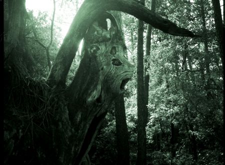 LE FESTIVAL DU VIVANT : EXPOSITION AÏDZÊLOS & PROMENADE PHOTOGRAPHIQUE 