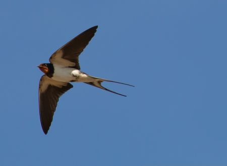 HIRONDELLES ET MARTINETS 