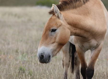 FÊTE DE LA NATURE AVEC L'ASSOCIATION TAKH - CHEVAUX DE PRZEWALSKI 
