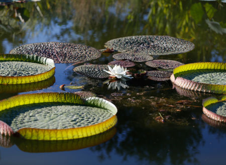 VISITE DE L'ARBORETUM & SES SECRETS 