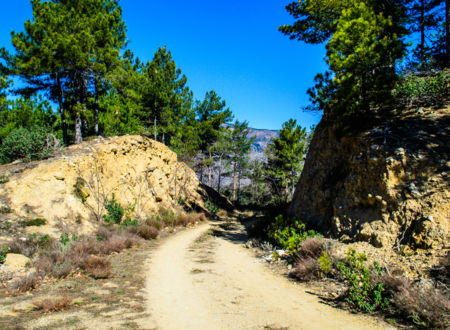 LES PINS DE SALZMANN ET L'HISTOIRE DE LA FORET EN CONFLENT 