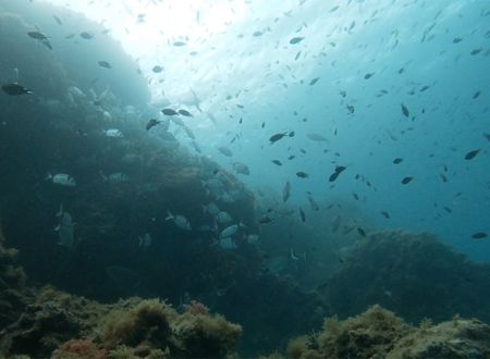 EXPOSITION 50 ANS RESERVE NATURELLE MARINE DE CERBERE-BANYULS 