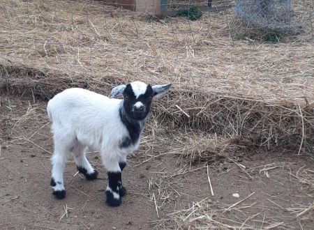 VACANCES A LA FERME SAINT ROCH 