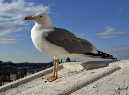 BALADE À LA DÉCOUVERTE DES OISEAUX 