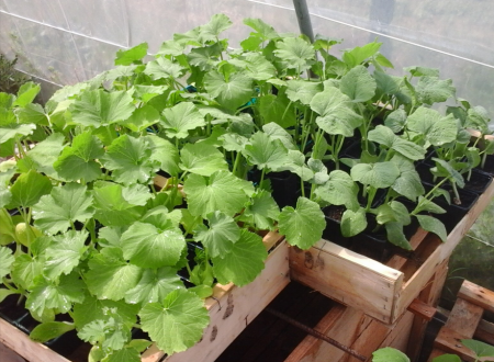 DE FERME EN FERME 2026 : 36 - DETORS A LA TERRE 