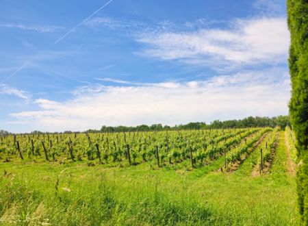 VISITE GUIDEE DU CHATEAU DE VILLAUDRIC ET DEGUSTATION AU DOMAINE LA COLOMBIERE 