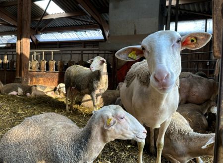 JOURNÉE PORTES OUVERTES À LA FERME DES BESSOUS 