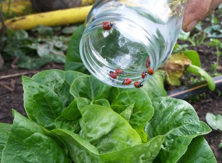 DE FERME EN FERME 2026 : 21 - LES JARDINS DU BURÉOU 