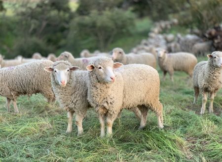 TRANSHUMANCE À PALOUMÈRE 